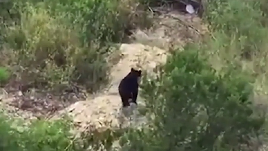 Oso negro devora a mascota y huye