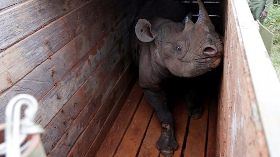 Muere en Kenia el último rinoceronte negro en traslado fallido  