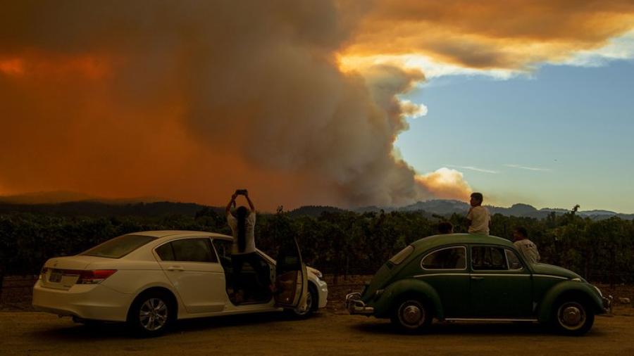 Viñedos se encuentran afectados por cenizas de incendios forestales 