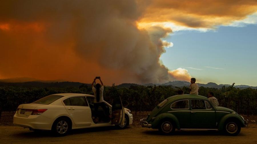 Viñedos se encuentran afectados por cenizas de incendios forestales