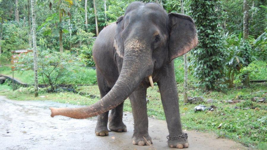 Elefante aplasta a un hombre