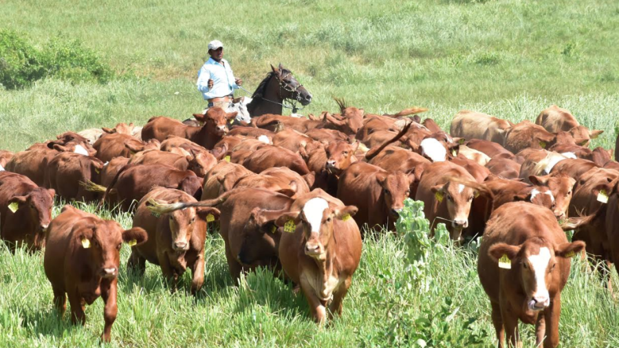 Es Tamaulipas 3&deg; lugar nacional en crecimiento de ganader&iacute;a, agricultura, turismo y servicios