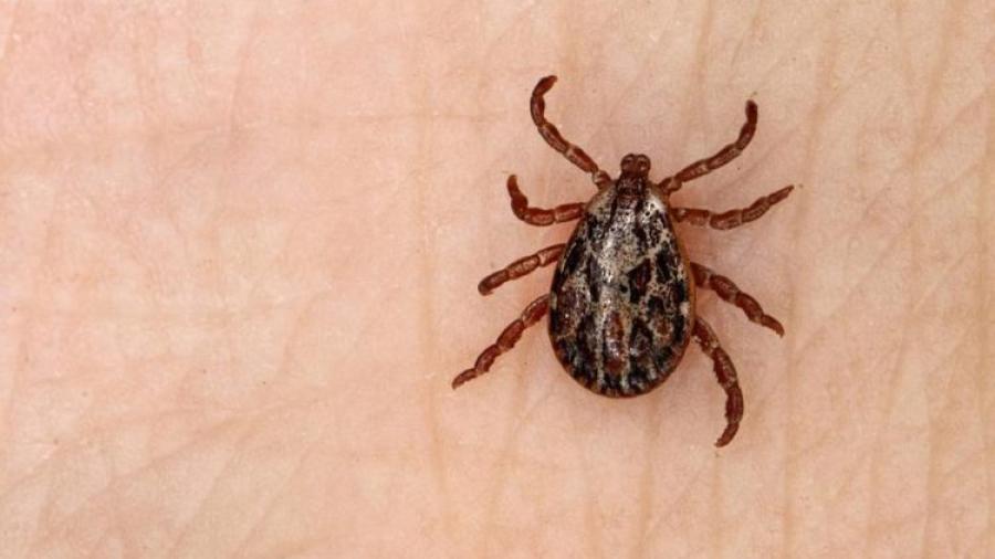 Confirman en Nuevo León muerte de dos menores por la picadura de una garrapata