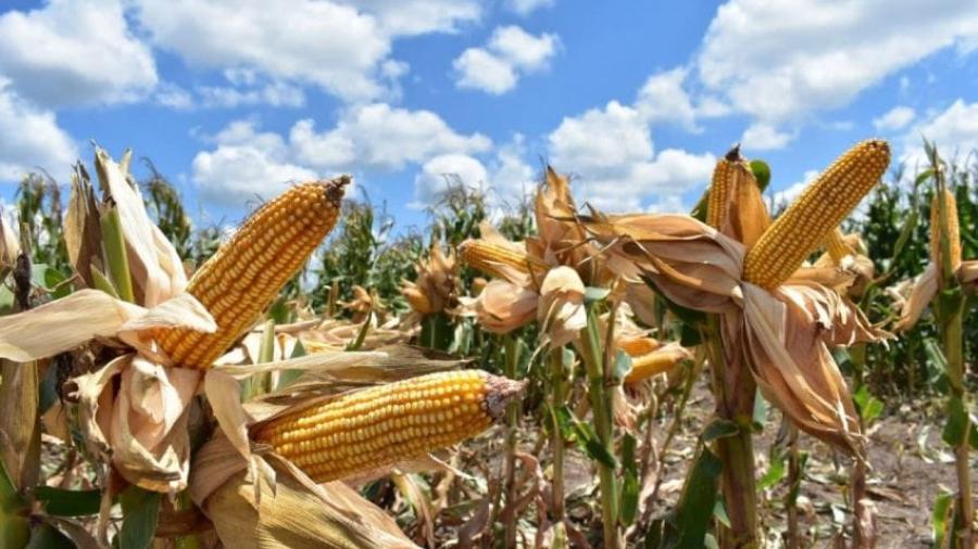 Nuevas estrategias productivas fortalecen la economía rural en Tamaulipas