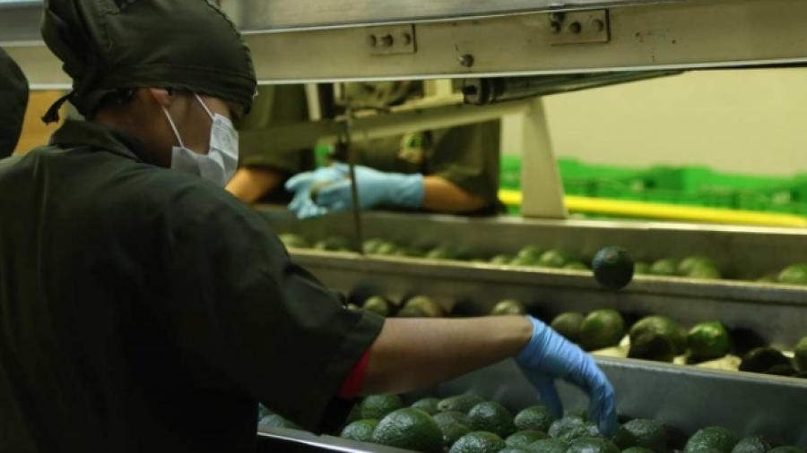 Enviarán 120 mil toneladas de aguacate a EU por el Super Bowl