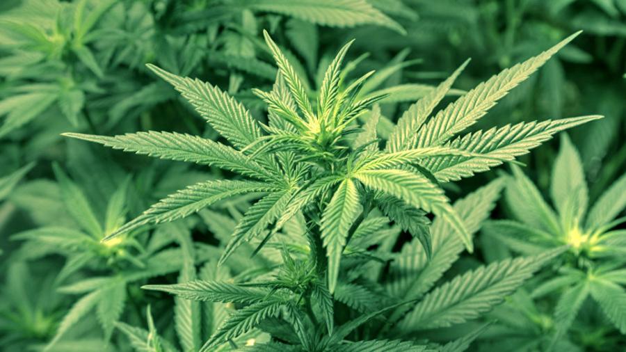 Coepris recibe solicitudes para poder consumir marihuana 