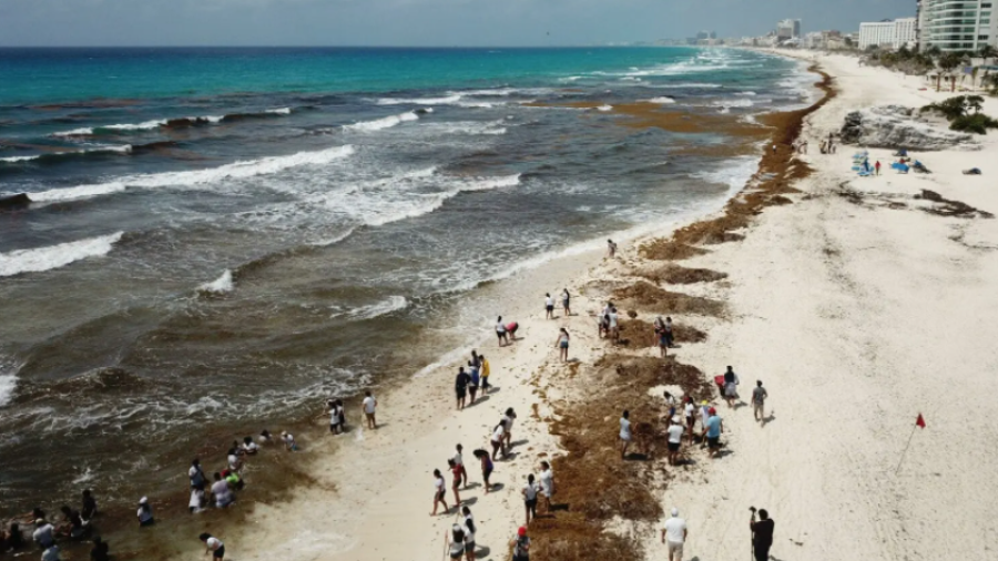 Advierten aumento de sargazo en playas del Caribe Mexicano para la próxima semana 