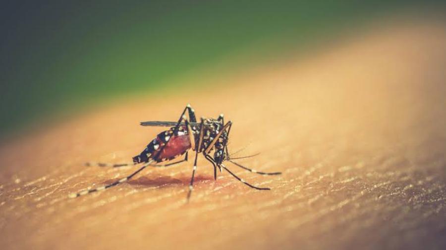 Aumentan casos de dengue en Matamoros; Salud confirma una defunción