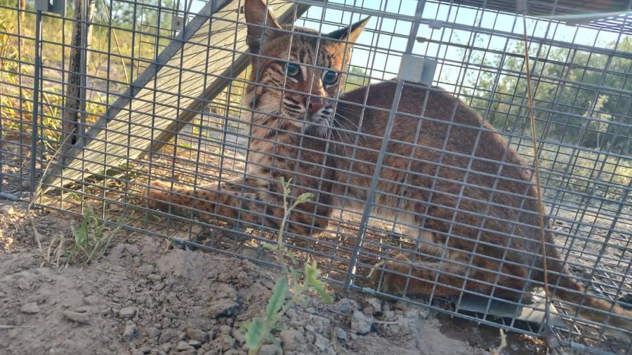 Atrapa y protege a Lince Gobierno de Reynosa
