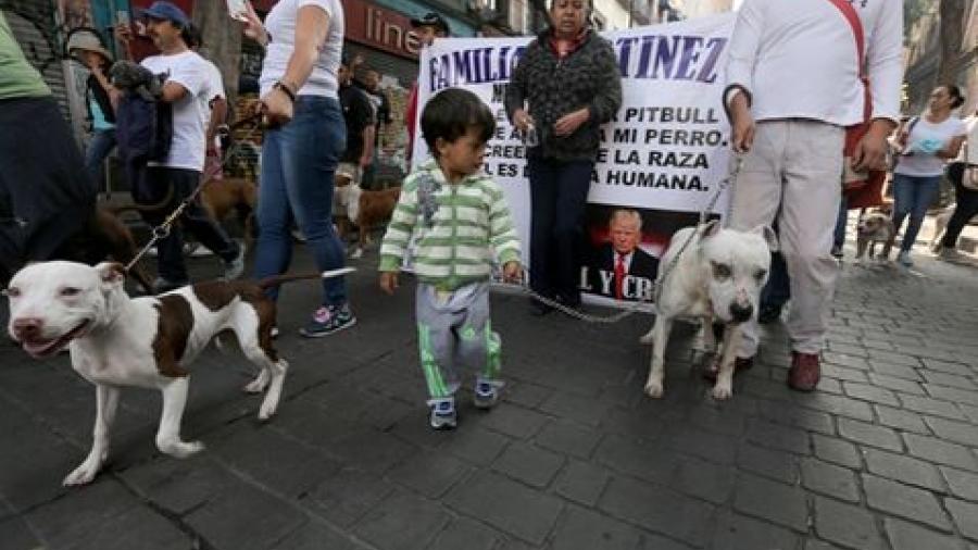 Realizan "Quinta caminata Pitbullera"