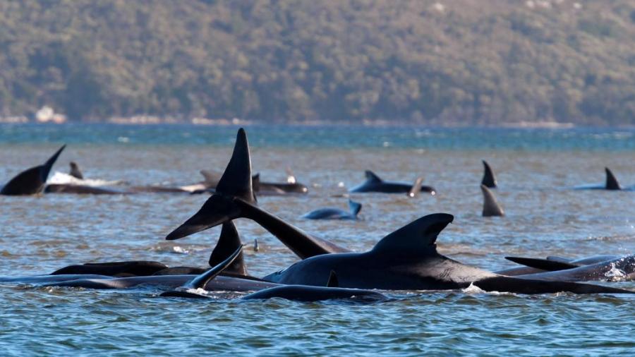 Múltiples ballenas quedan varadas en costas de Nueva Zelanda