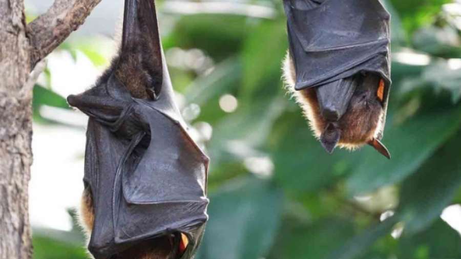 Descubren nuevo coronavirus en murciélagos