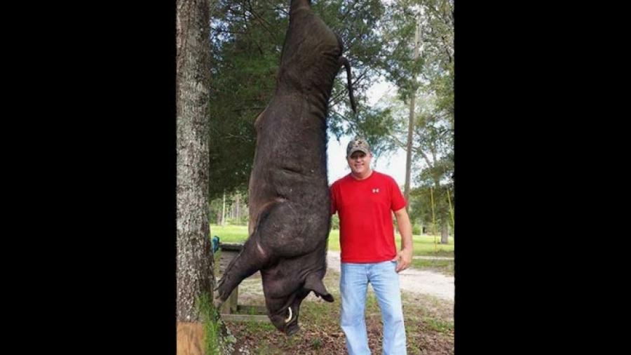 Hombre mata a jabalí gigante de 370 kilos