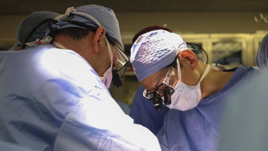 Trasplantan en Boston el riñón de un cerdo modificado genéticamente a paciente de 62 años