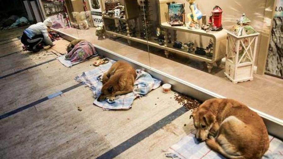En Turquía, un centro comercial abre sus puertas a perritos callejeros por frío