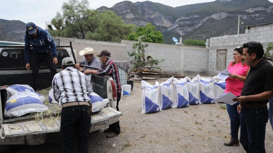 Impulsan siembra de avena forrajera en Miquihuana