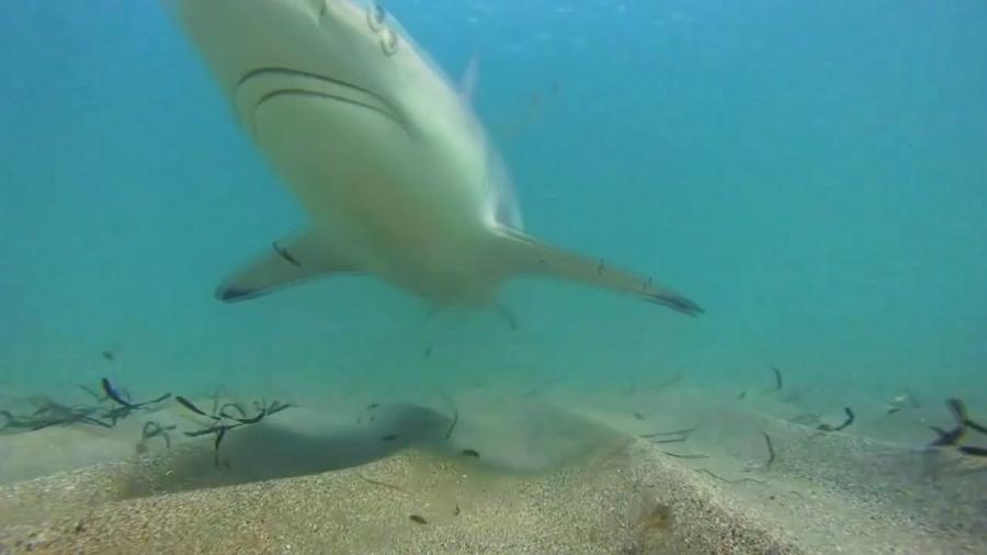 Tiburón ataca a niña de 9 años en Florida