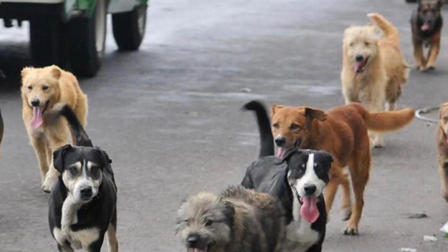 Suman 20 denuncias por agresión y mordeduras de perro 