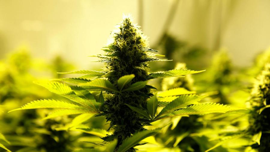 Super Bowl LIII dice no a marihuana medicinal