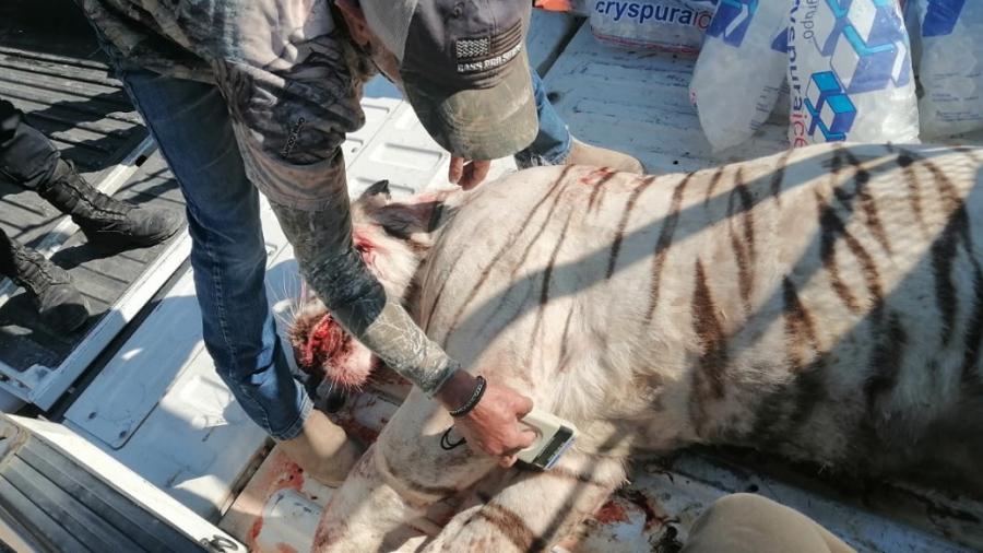 PROFEPA emite denuncia ante FGR por muerte de Tigre Blanco en Querétaro