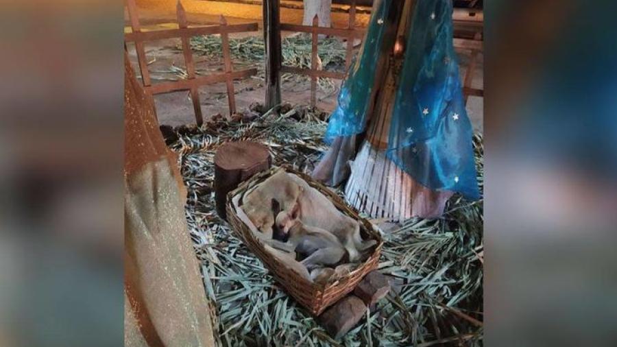 Perrito se duerme en pesebre de Nacimiento y recibe el mejor regalo de Navidad