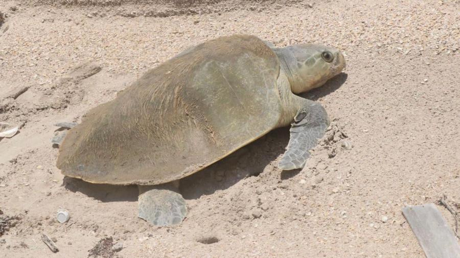 Durante el primer semestre del año se han liberado 52 mil tortugas en Tamaulipas