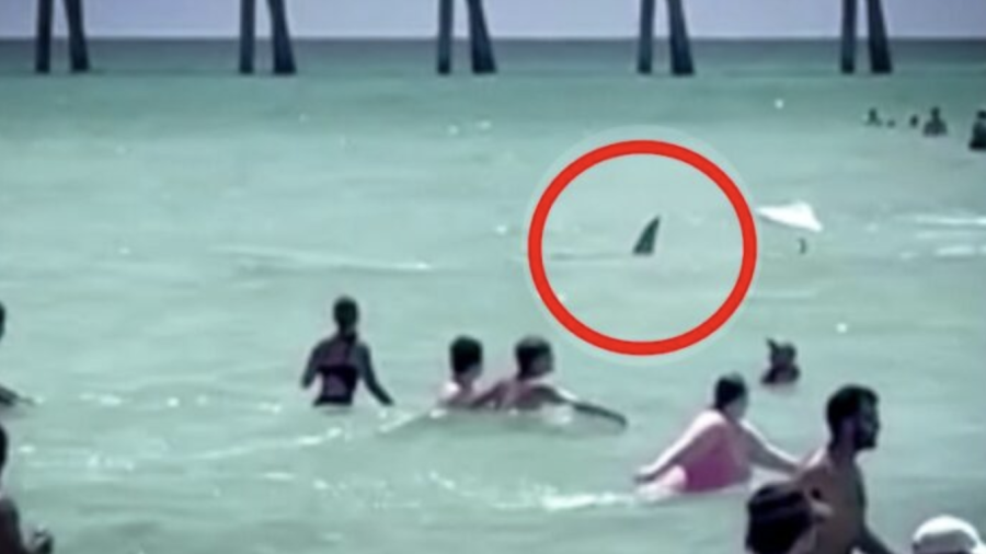 Vacacionistas viven momentos de pánico tras encuentro con tiburón en una playa de Florida
