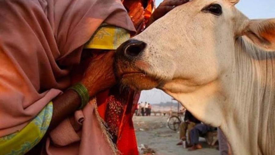 4 detenidos por muerte de 2 tras supuesto sacrificio de una vaca