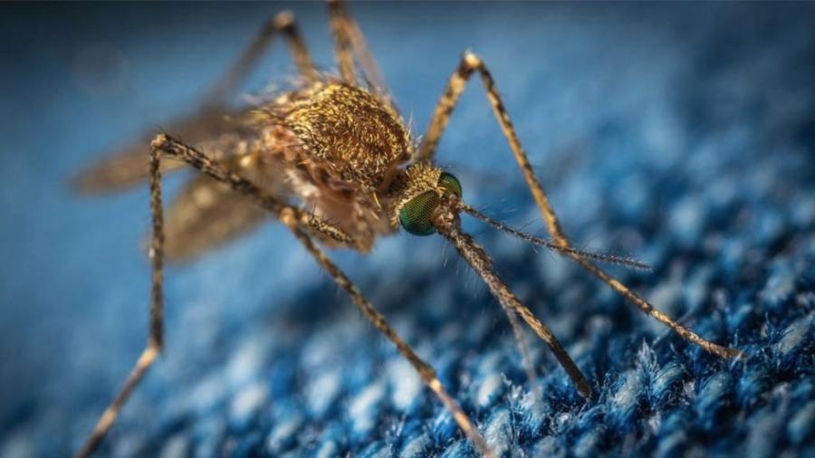 Confirman 34 muertes por dengue en Honduras