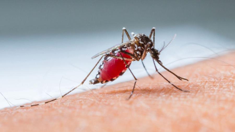 Perú se declara en emergencia tras aumento de casos de dengue 