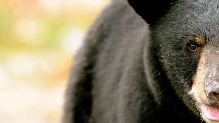 Oso irrumpe en boda e invade mesa de invitados