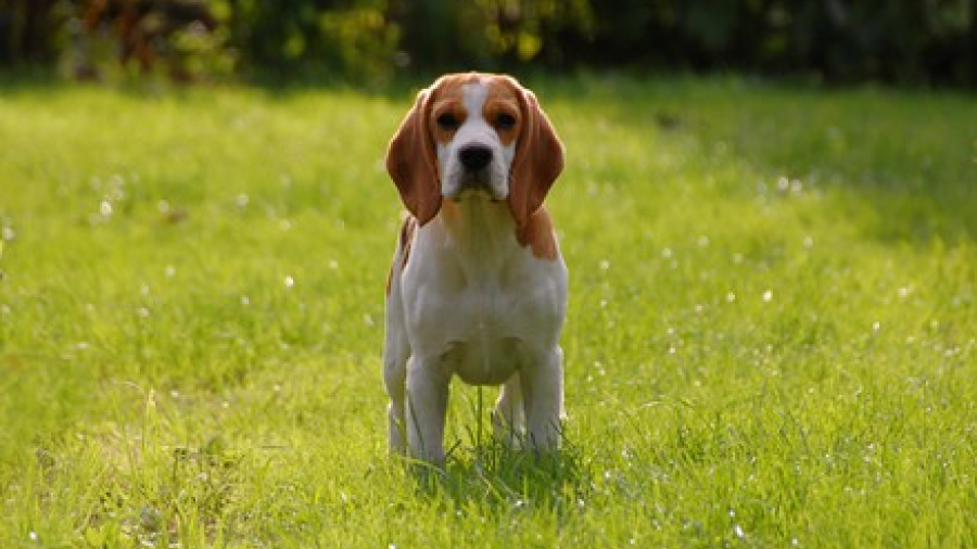 Critican experimento médico en España por sacrificar cachorros Beagle 