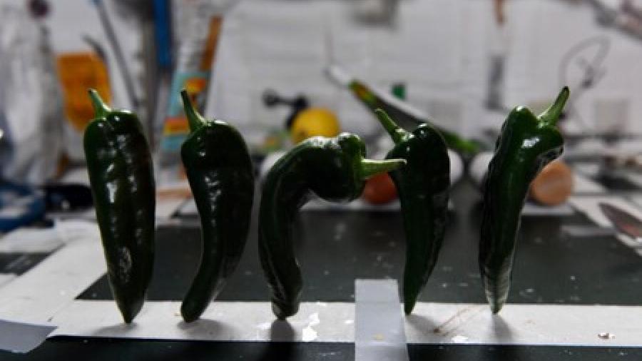 Astronautas cosechan chiles en el espacio