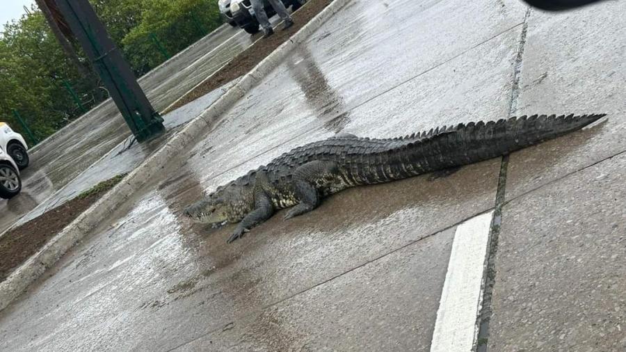 "Alberto" trajo a los cocodrilos a las calles de Tampico, son retirados por Guardia Estatal