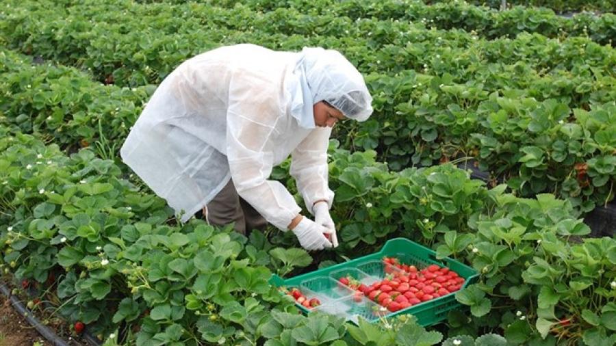 Conoce los alimentos con mayor cantidad de pesticidas