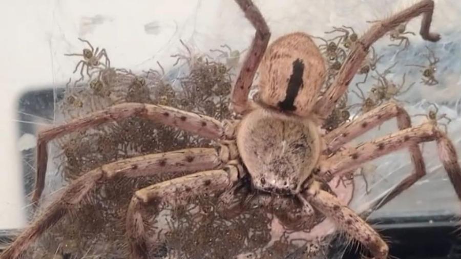 Mujer ayuda a araña gigante a dar a luz a 200 crías