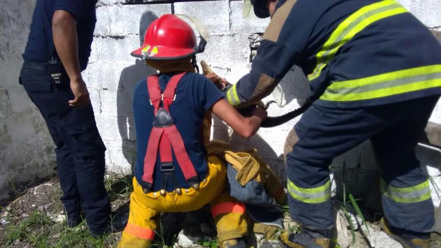 Cocodrilo causa pánico en secundaria de Madero