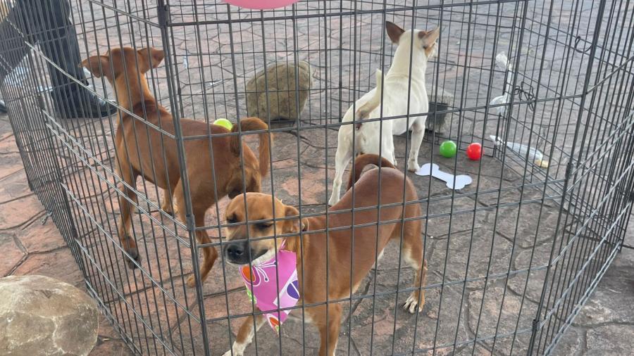 *Promueven adopción y cuidado responsable de mascotas