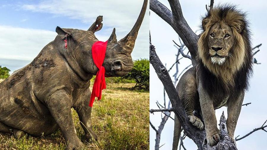 Leones devoran a cazadores que perseguía rinocerontes
