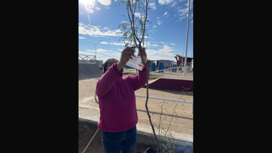 Reforestan Plaza de Los Olivos 2 como parte del programa Arboleando NLD