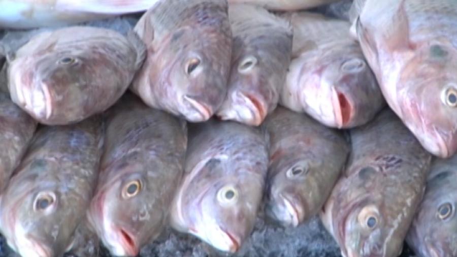 Organizaciones pesqueras piden un mayor control en la captura de especies