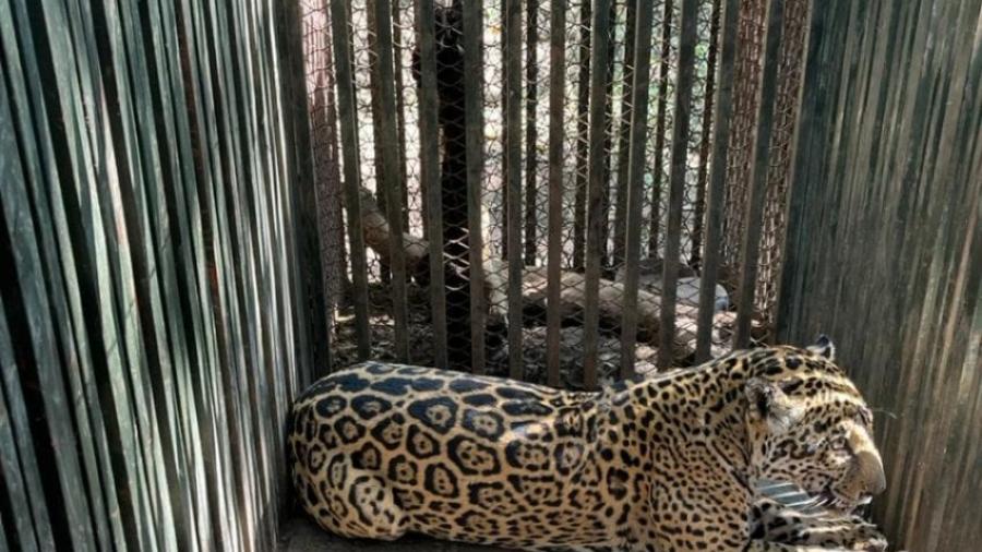 Instala Comisión de Parques collar de monitoreo en jaguar