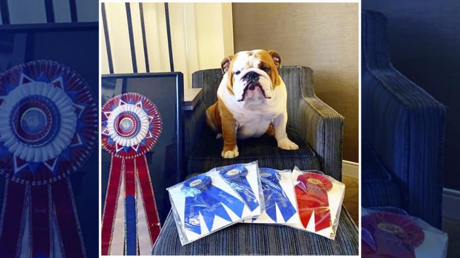 Conoce al adorable cachorro que ganó el National Dog Show 2019