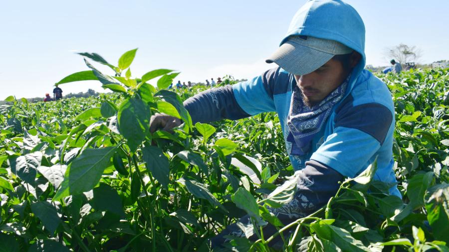 Retornan de Canadá, agricultores beneficiarios del programa PTAT