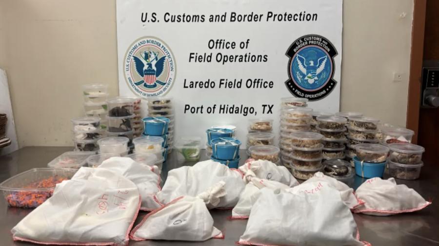 Interceptan en Texas contrabando de más de 160 animales exóticos rumbo a México