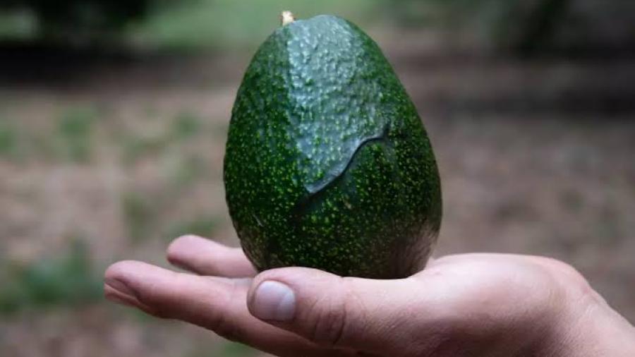 Anuncian Ramirez Belloda, reinician envíos de aguacate a EU