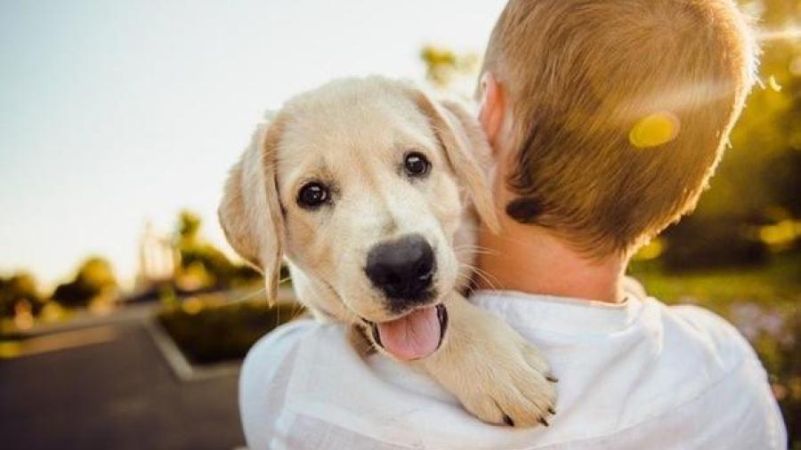 ¡Hoy celebramos a nuestros mejores amigos! Feliz Día Internacional del Perro