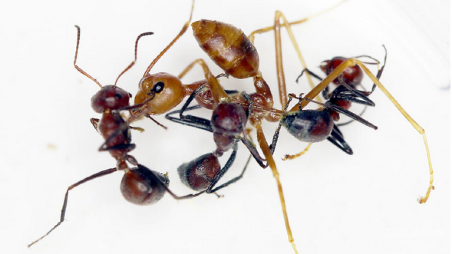 Ésta hormiga explota para proteger a las de su especie