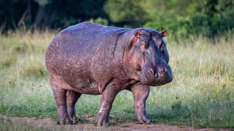 Hipopótamos salen positivo a Covid-19 en Bélgica