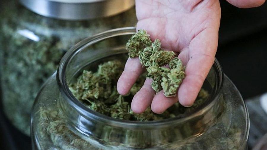 Empresa ofrece 58 mil pesos al mes por ser catador de marihuana